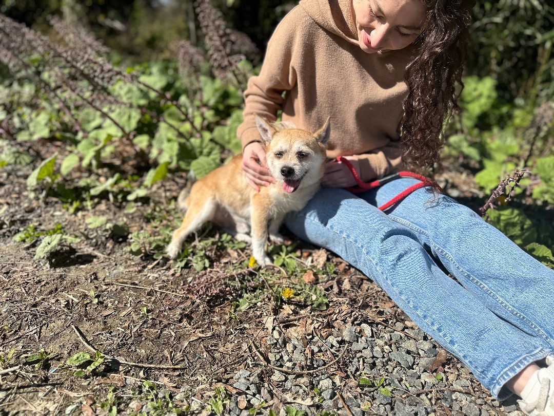 Eugene, a Adoptable mixed breed in Snoqualmie, WA image 5/6