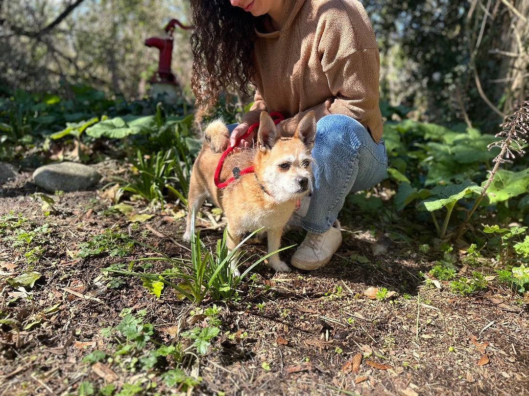 Eugene, a Adoptable mixed breed in Snoqualmie, WA image 6/6