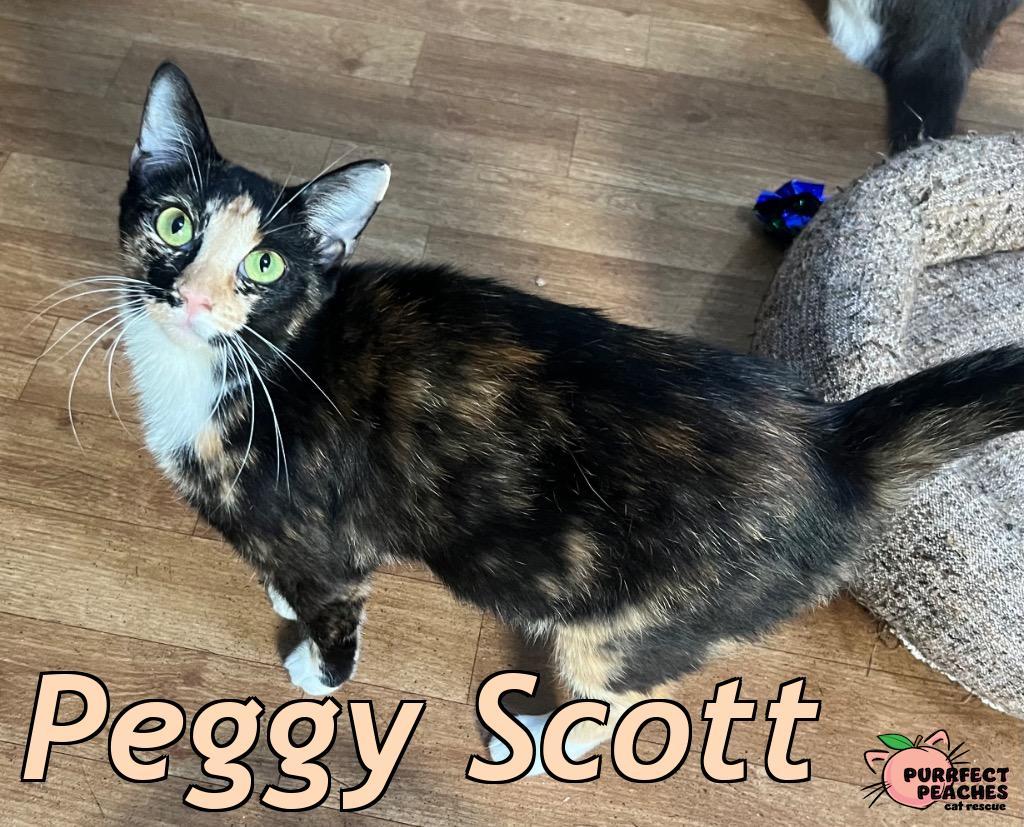 Peggy Scott, Adoptable, Young Female Domestic Short Hair.