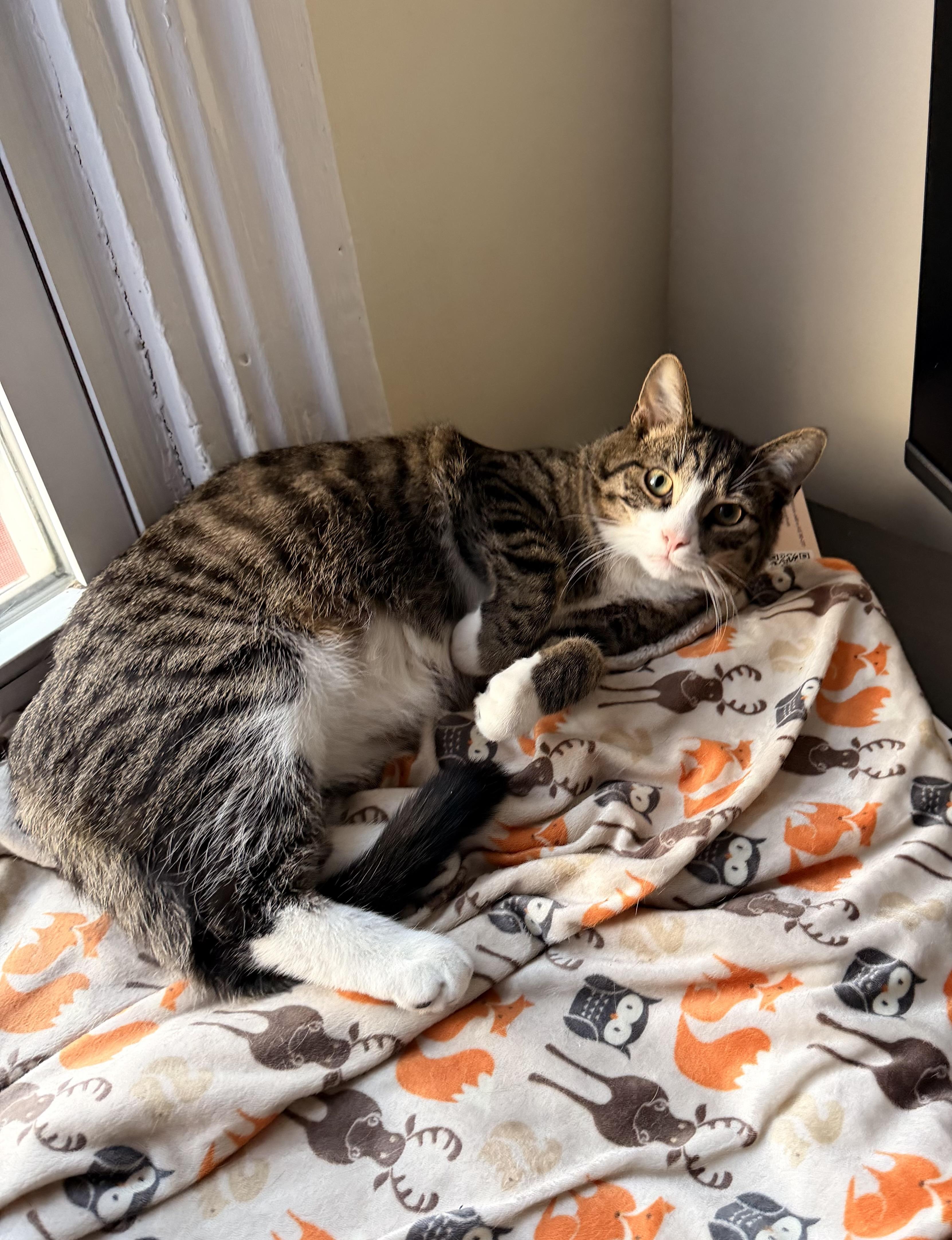 Enlarge Chicken, a ADOPTABLE Domestic Short Hair in Pittsburgh, PA image 4/6