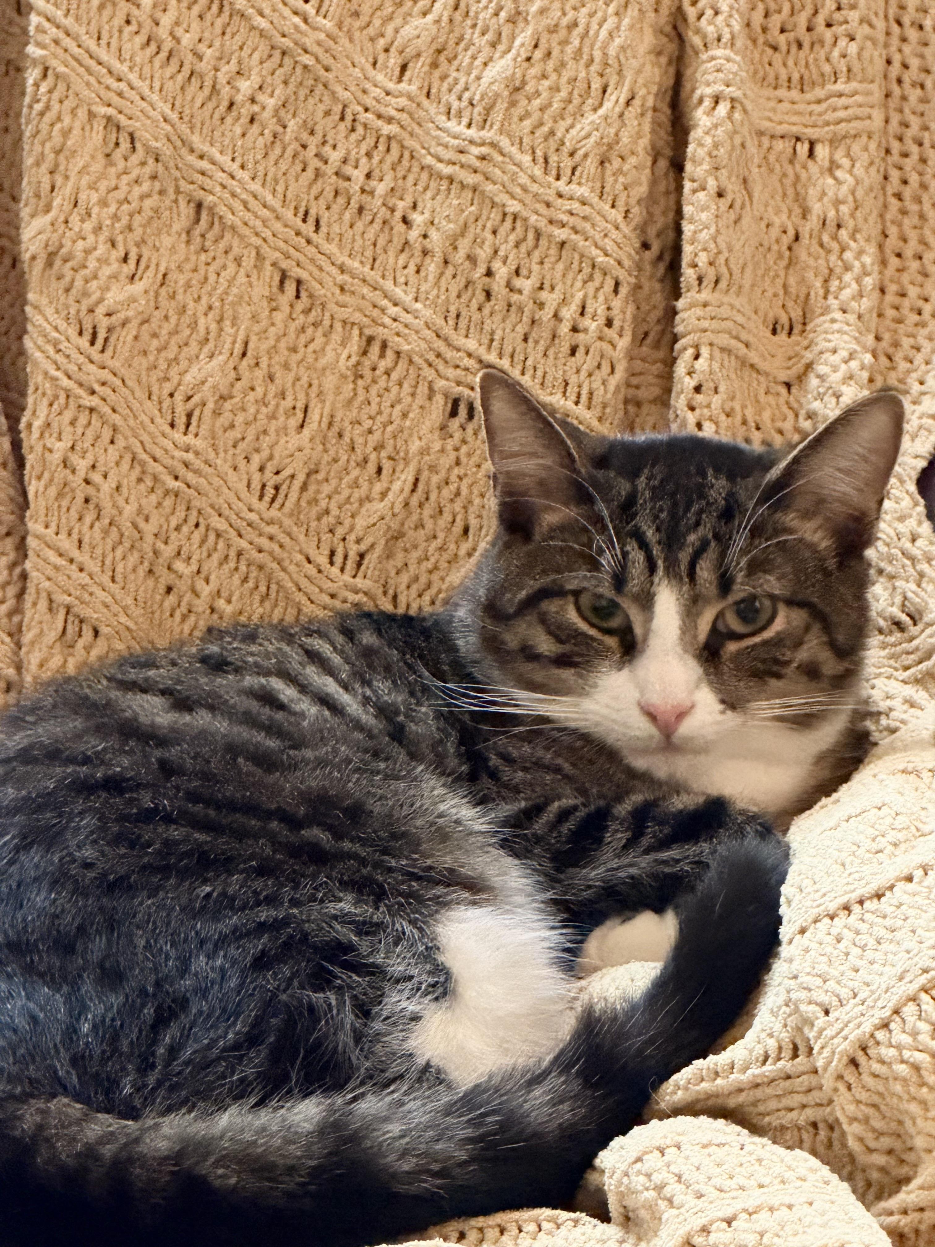 Enlarge Chicken, a ADOPTABLE Domestic Short Hair in Pittsburgh, PA image 3/6