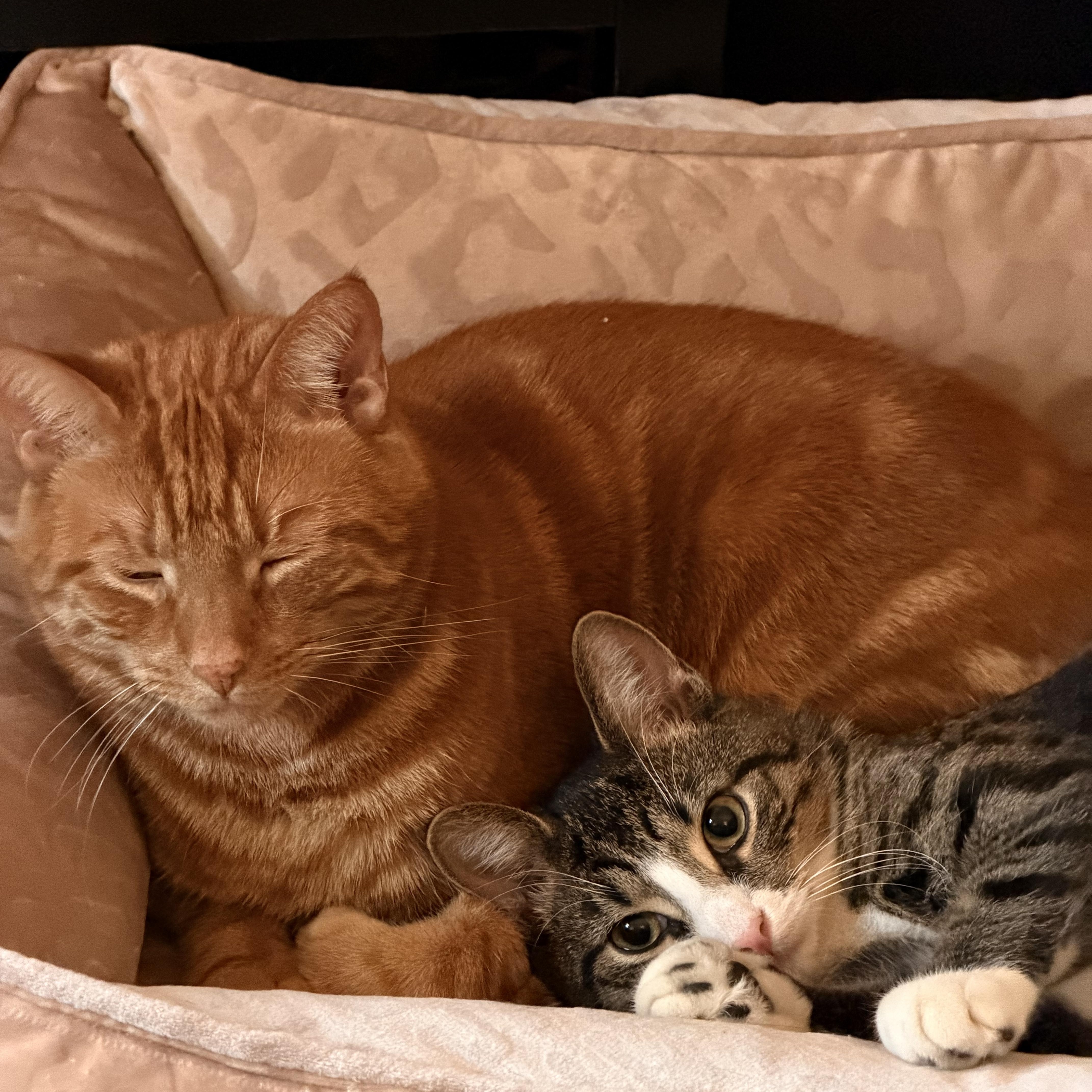 Enlarge Chicken, a ADOPTABLE Domestic Short Hair in Pittsburgh, PA image 6/6