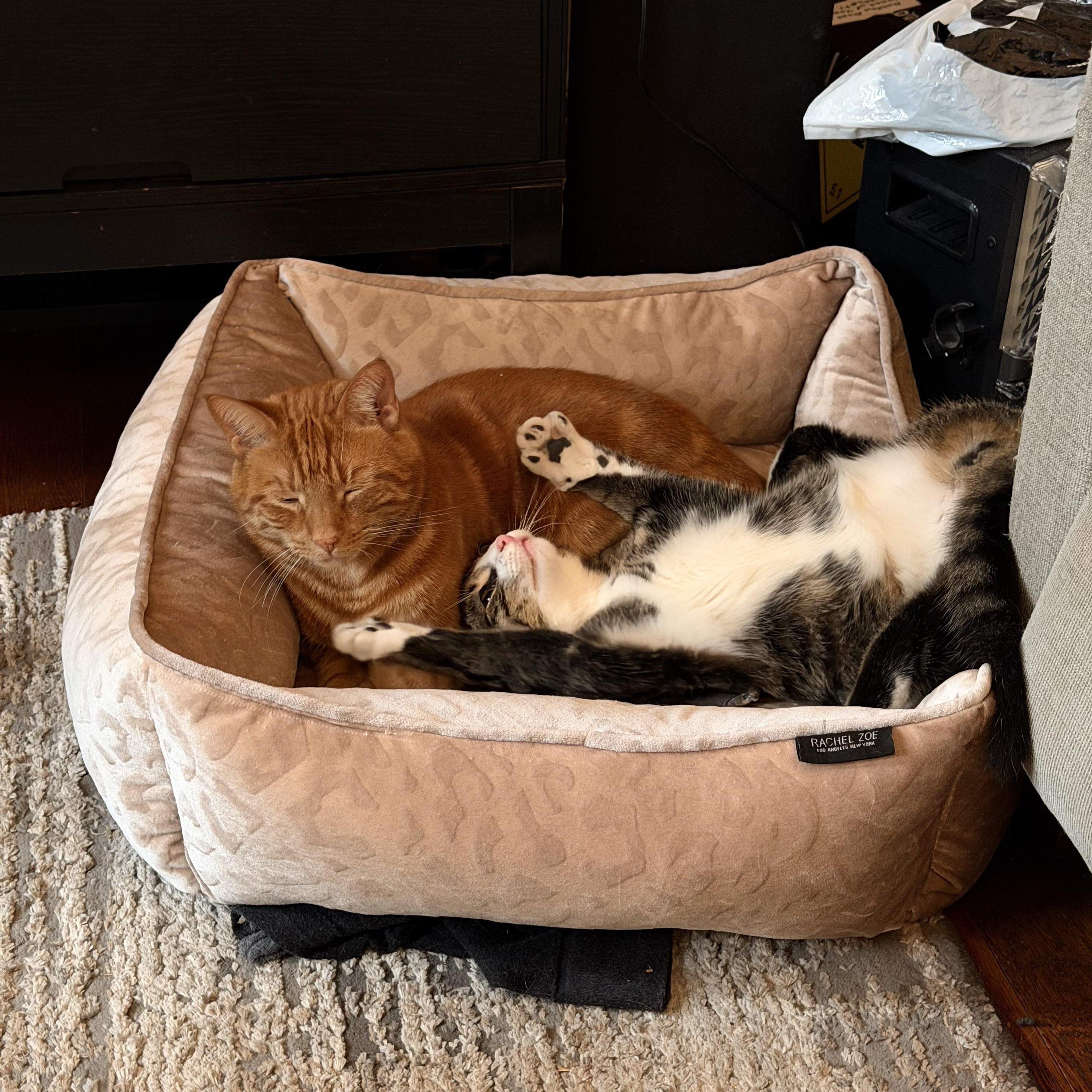 Enlarge Chicken, a ADOPTABLE Domestic Short Hair in Pittsburgh, PA image 2/6