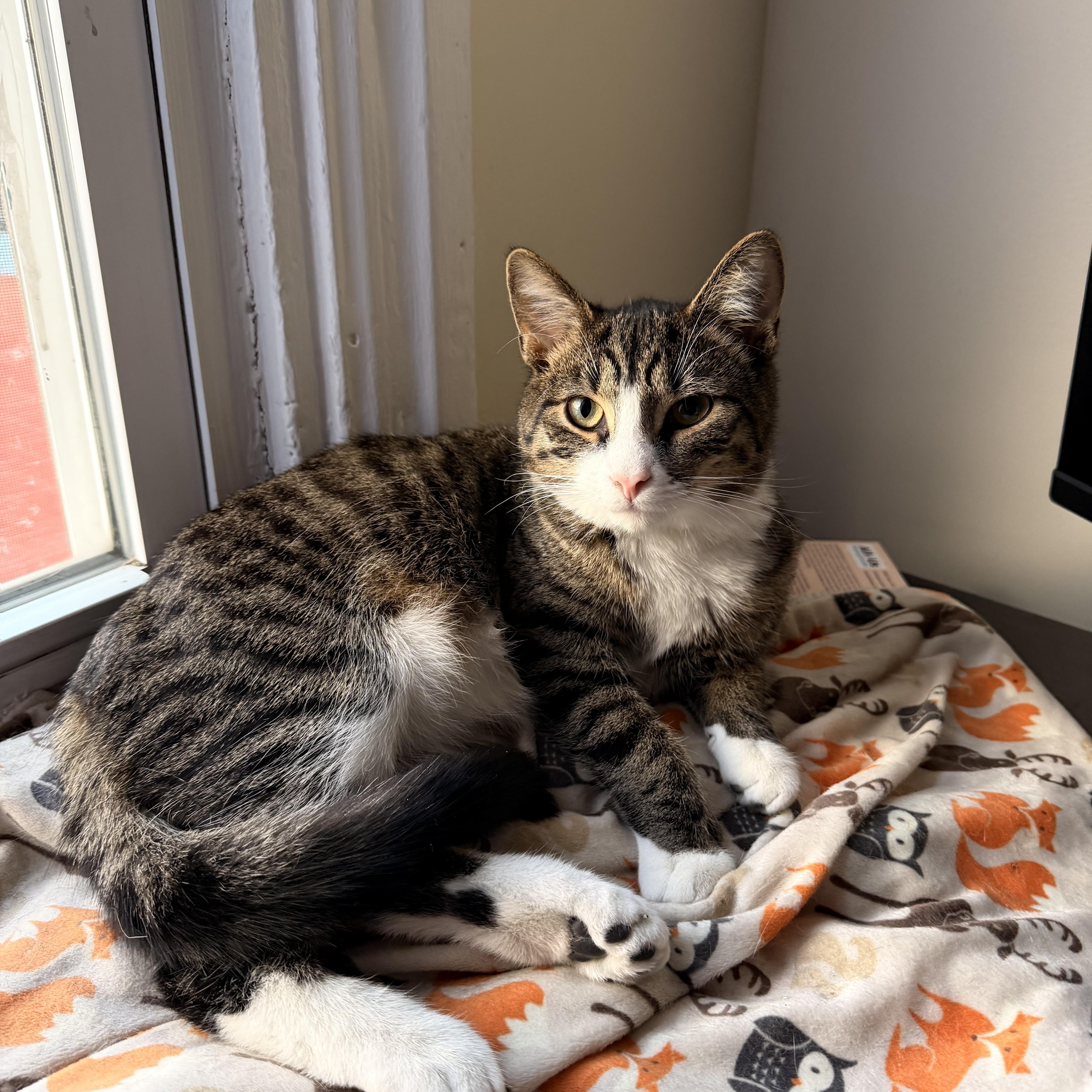 Enlarge Chicken, a ADOPTABLE Domestic Short Hair in Pittsburgh, PA image 1/6