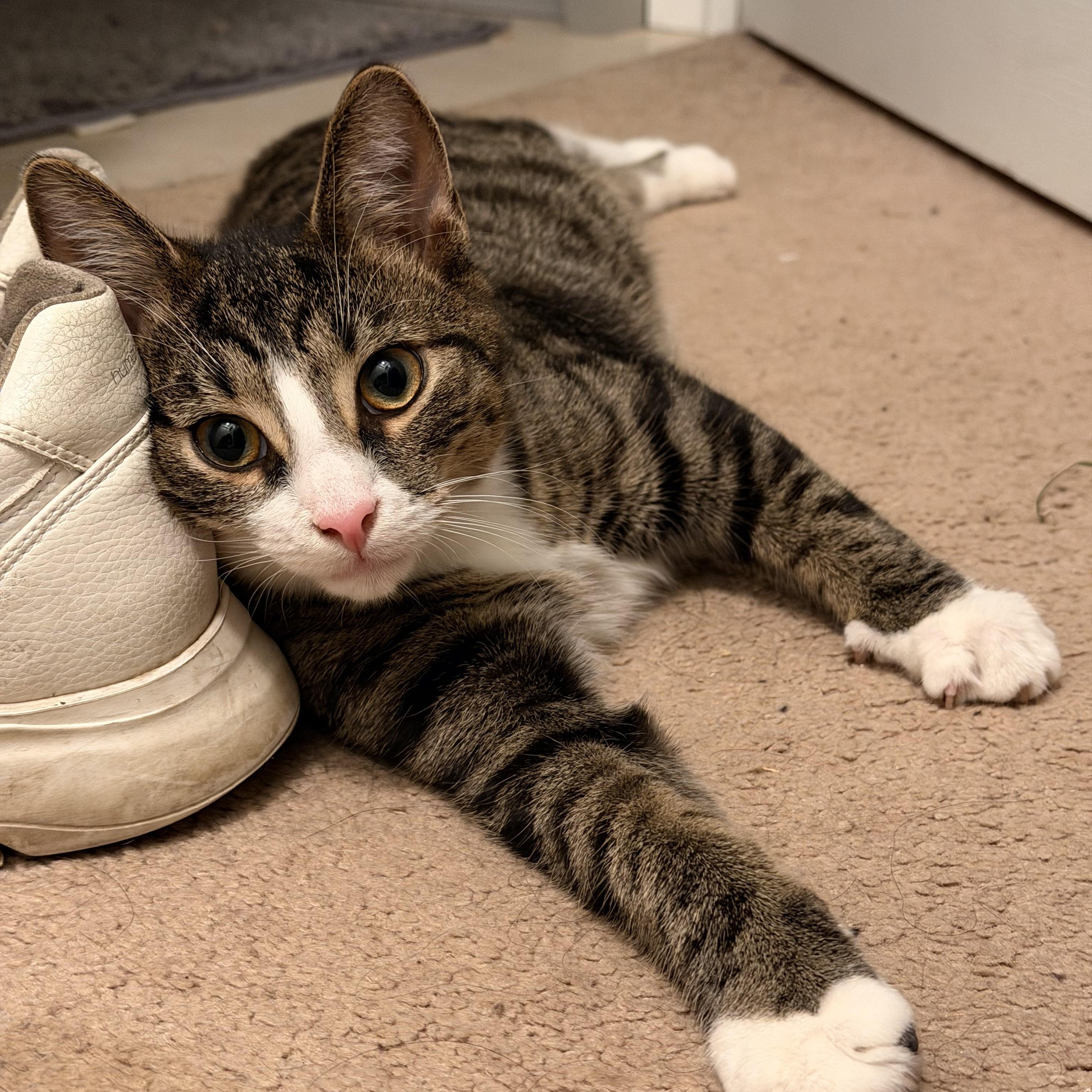 Enlarge Chicken, a ADOPTABLE Domestic Short Hair in Pittsburgh, PA image 5/6