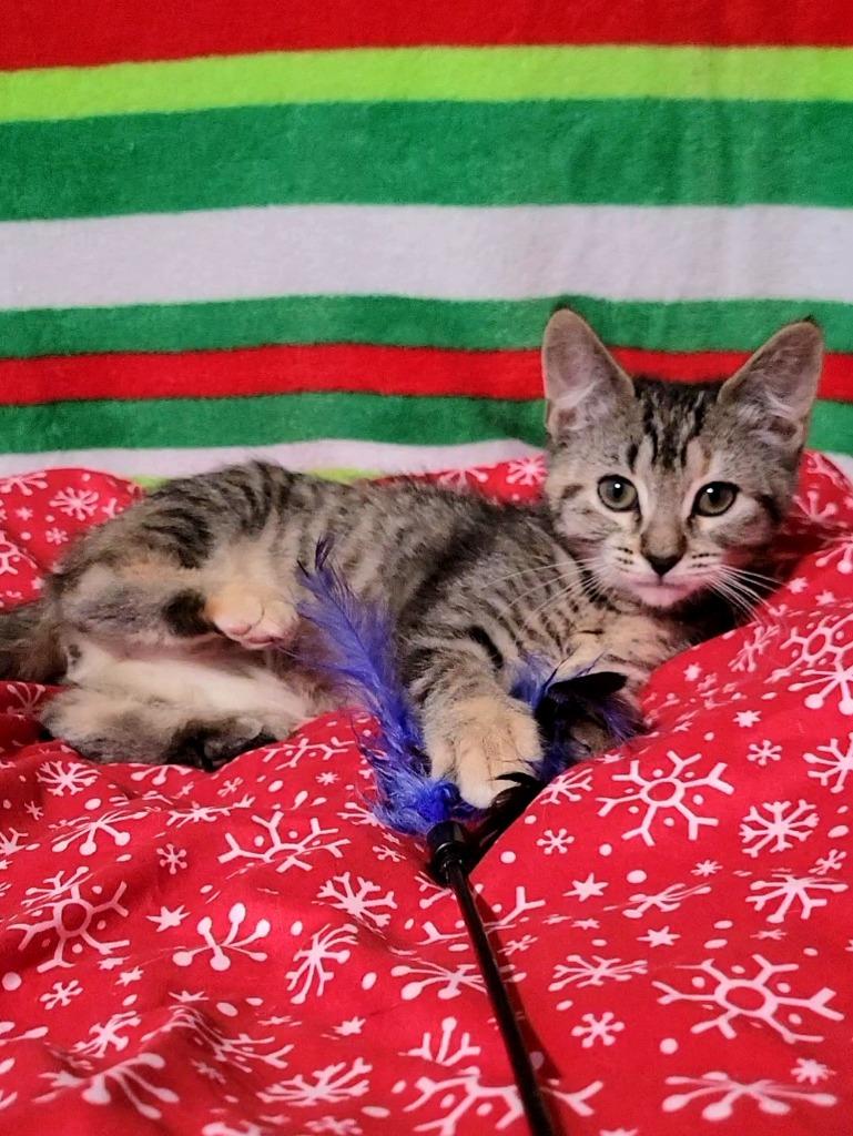 Sugarplum, Adoptable, Kitten Female Domestic Short Hair.