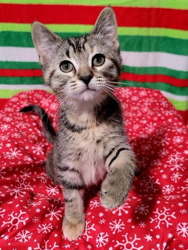 Enlarge Sugarplum, a Adoptable mixed breed in Merriam, KS image 2/2