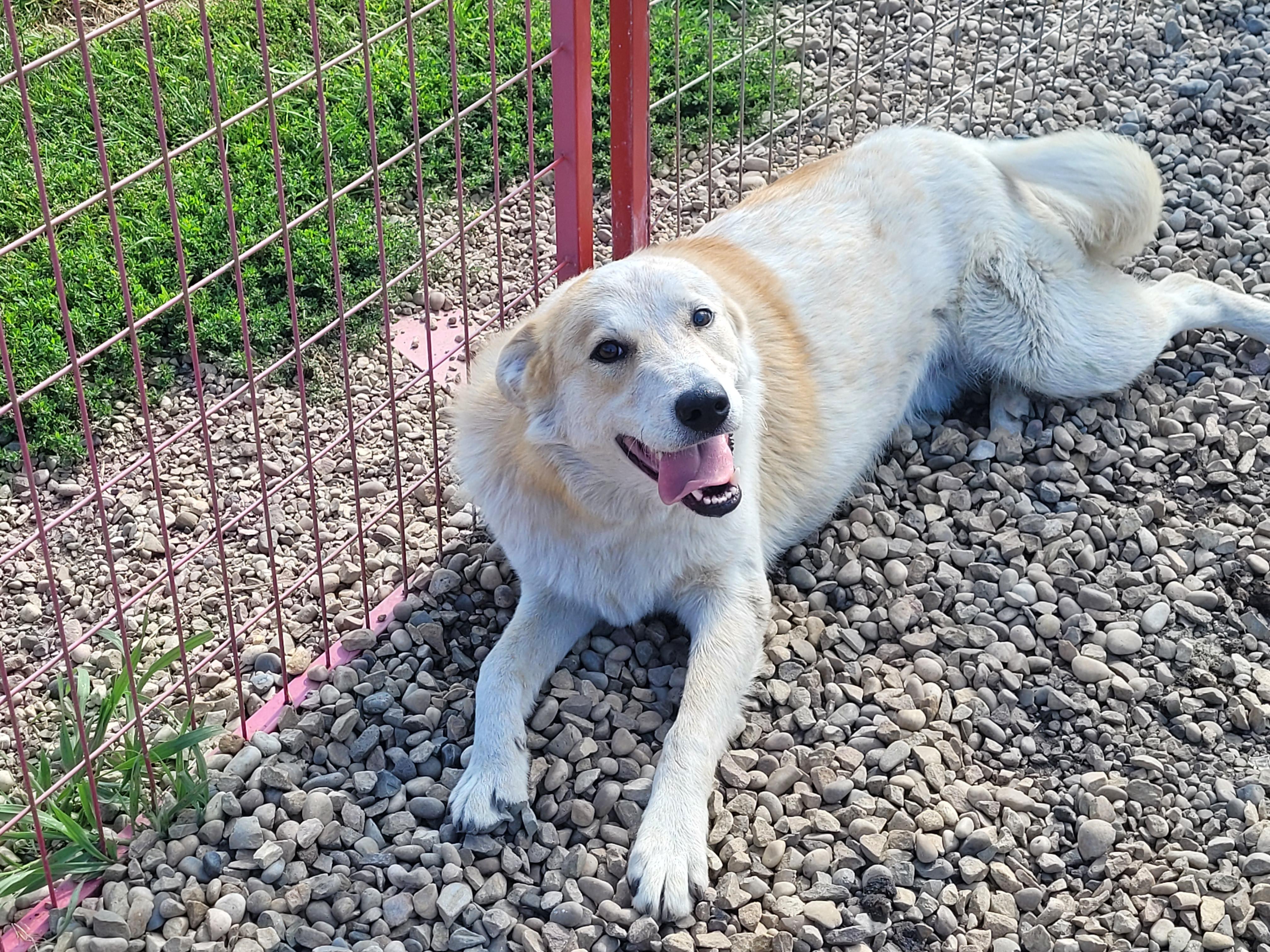 Beau, an adoptable Australian Shepherd, Collie in Lacombe, AB, T4L 1X3 | Photo Image 4