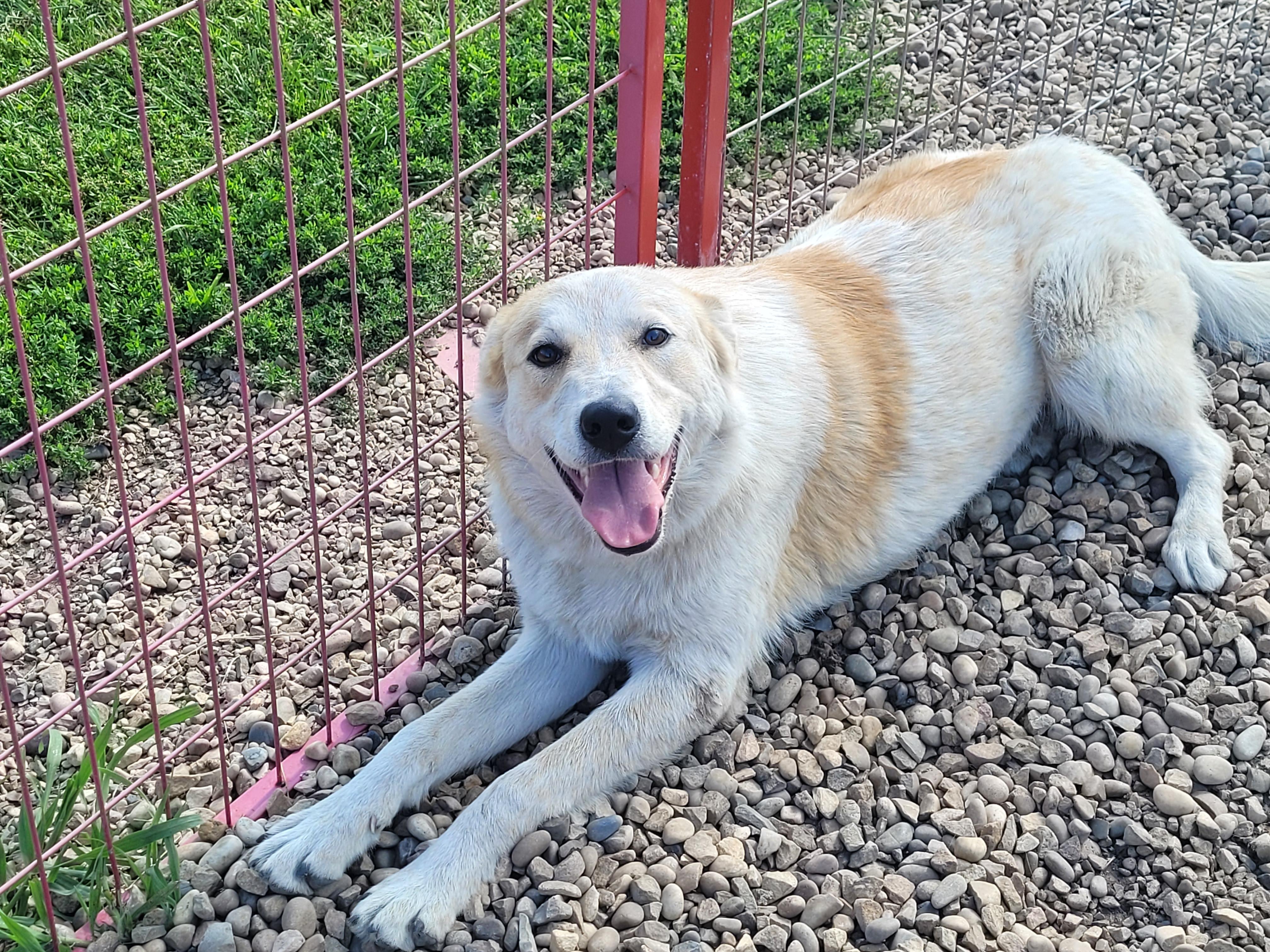 Beau, an adoptable Australian Shepherd, Collie in Lacombe, AB, T4L 1X3 | Photo Image 2