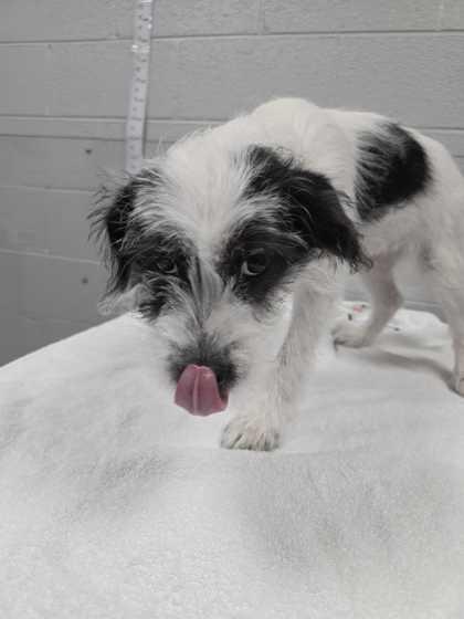Maisie, adopted, Puppy Female Jack Russell Terrier.