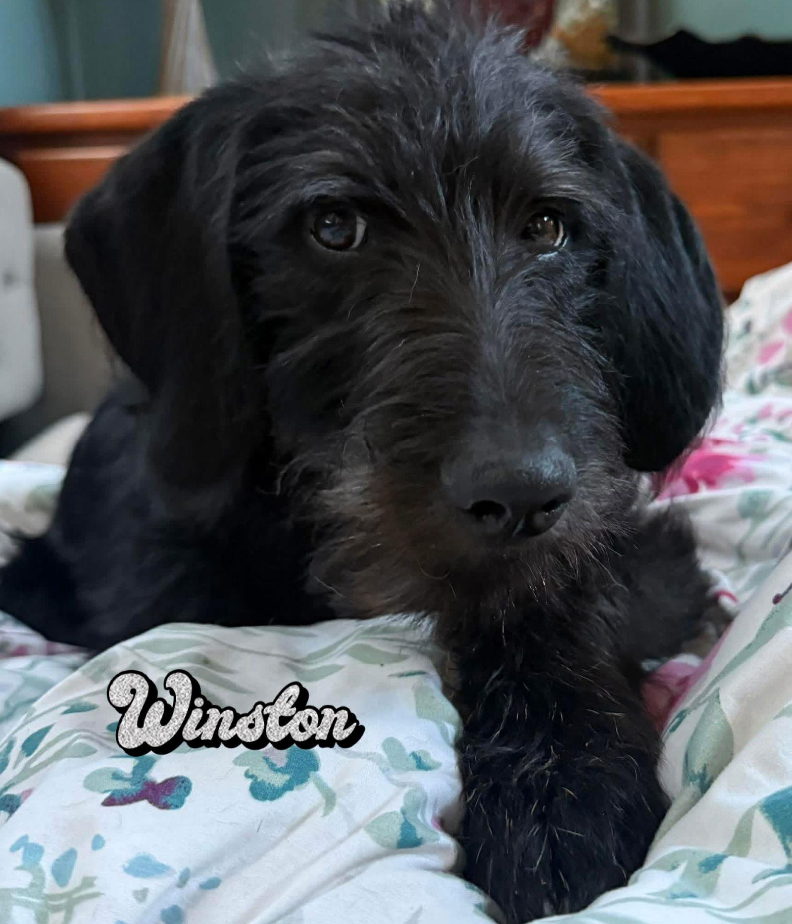 Enlarge Winston, a Adopted mixed breed in Walnutport, PA image 2/3