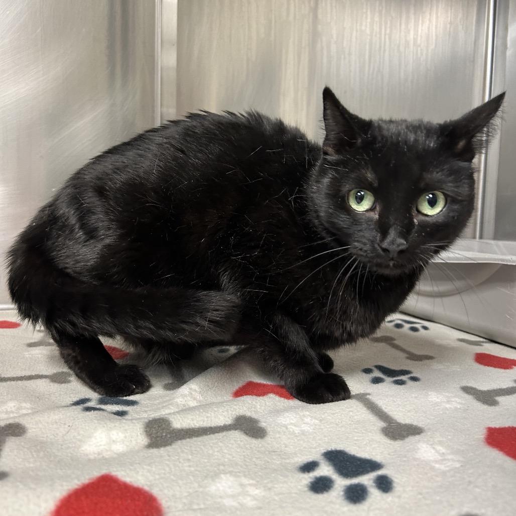 Enlarge Windy Mae, a Adoptable Domestic Short Hair in Bryan, TX image 1/1