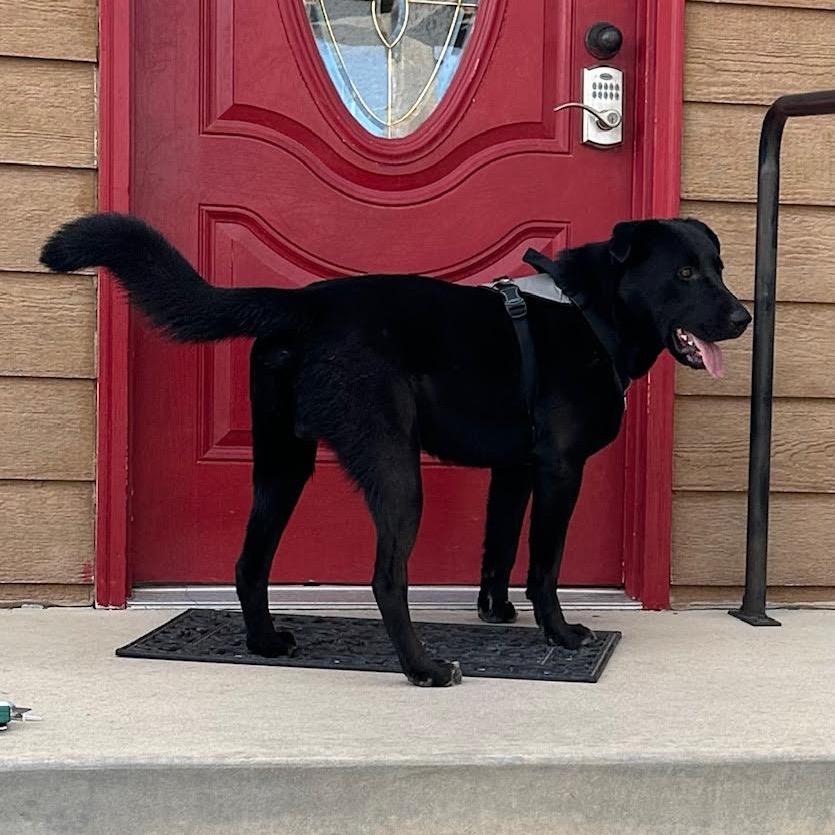 Enlarge Nico, a Adoptable Black Labrador Retriever in Lander, WY image 1/1