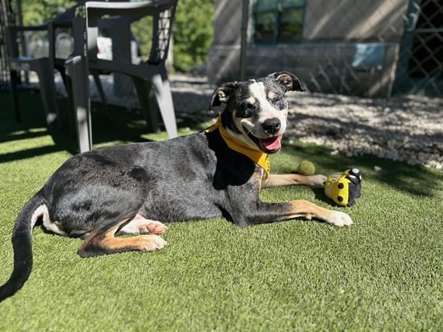 Enlarge SMOKEY, a Adoptable Hound in Newton, NC image 1/1