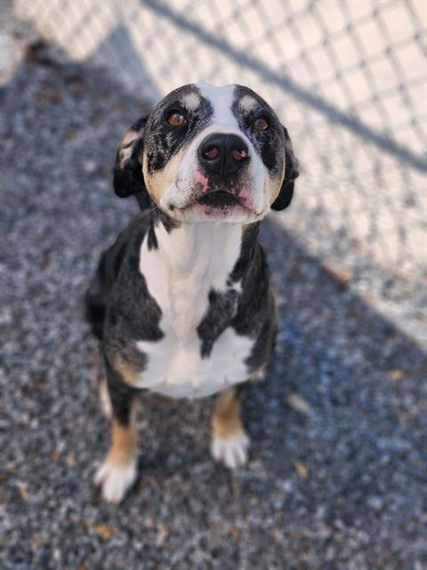 Enlarge SMOKEY, a Adoptable Hound in Newton, NC image 1/1