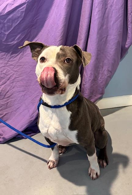 J.C. (James Clancey), adopted, Adult Male Mixed Breed.