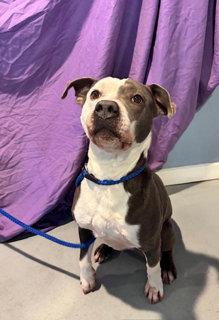 Enlarge J.C. (James Clancey), an adopted Mixed Breed in Pomona, NY image 3/3