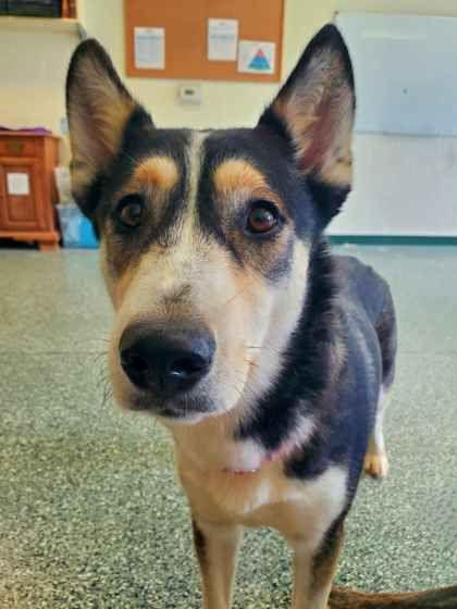 Zendaya & Tom, Adoptable, Adult Female Siberian Husky.