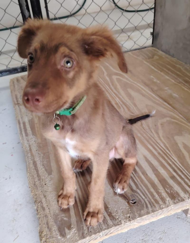 Enlarge Arex, an adopted Australian Shepherd in Corral del Risco, NAY image 3/3