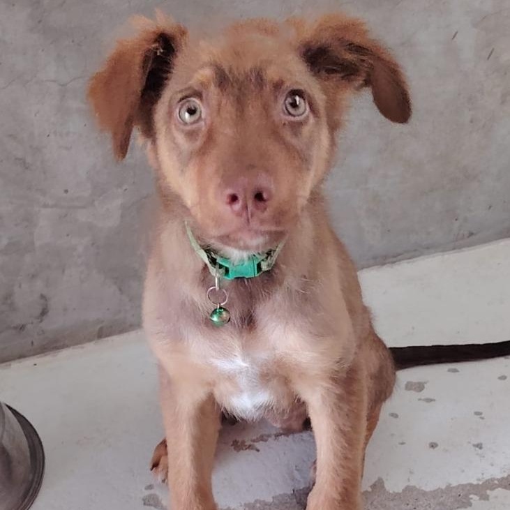 Arex, adopted, Senior Male Australian Shepherd.