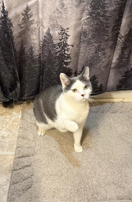 Cheyenne, Adoptable, Kitten Female Domestic Short Hair & Domestic Short Hair.