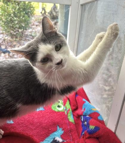 Enlarge Cheyenne, a Adoptable mixed breed in Wilkesboro, NC image 2/2