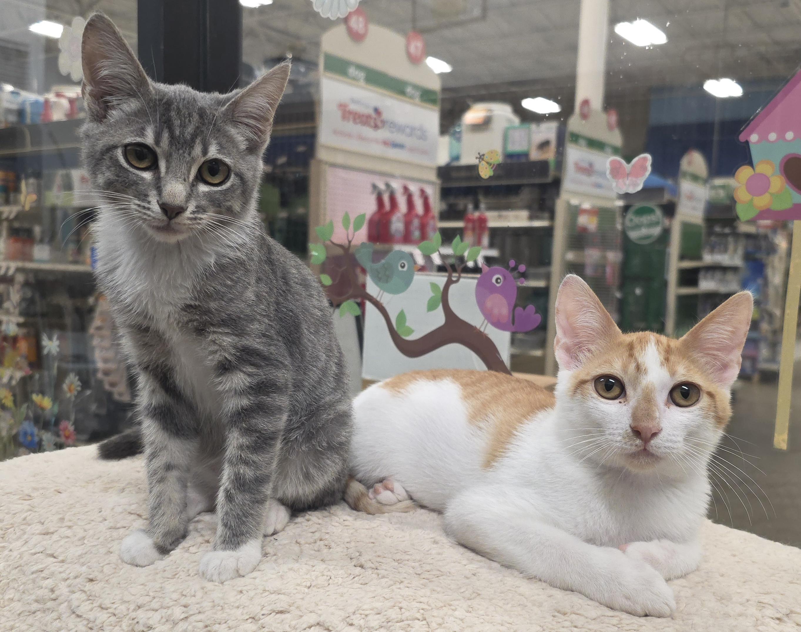 Enlarge Henry and Hudson, a ADOPTABLE mixed breed in Mission Viejo, CA image 1/1