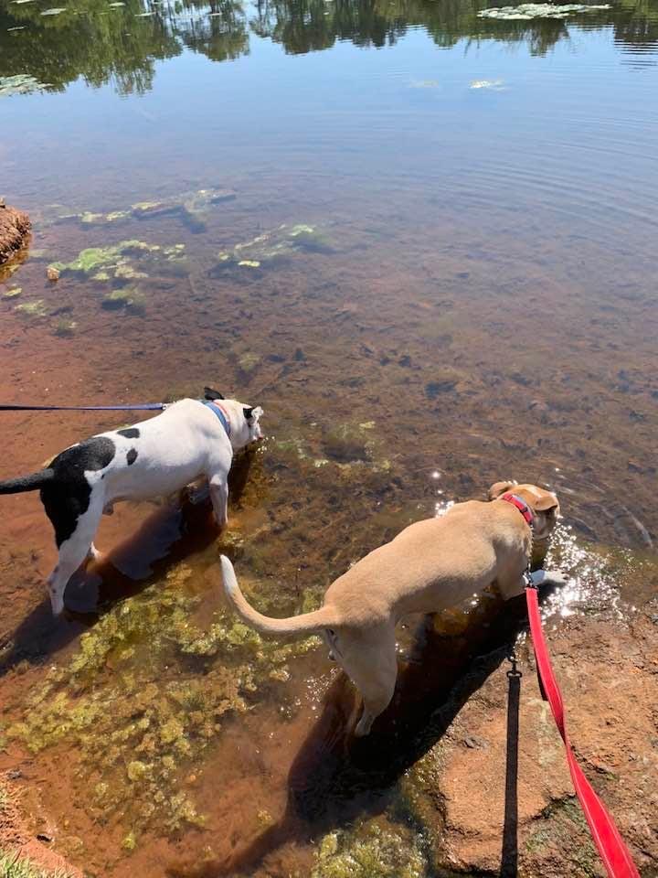 Enlarge Freddy , a ADOPTABLE mixed breed in Douglas, MA image 6/6
