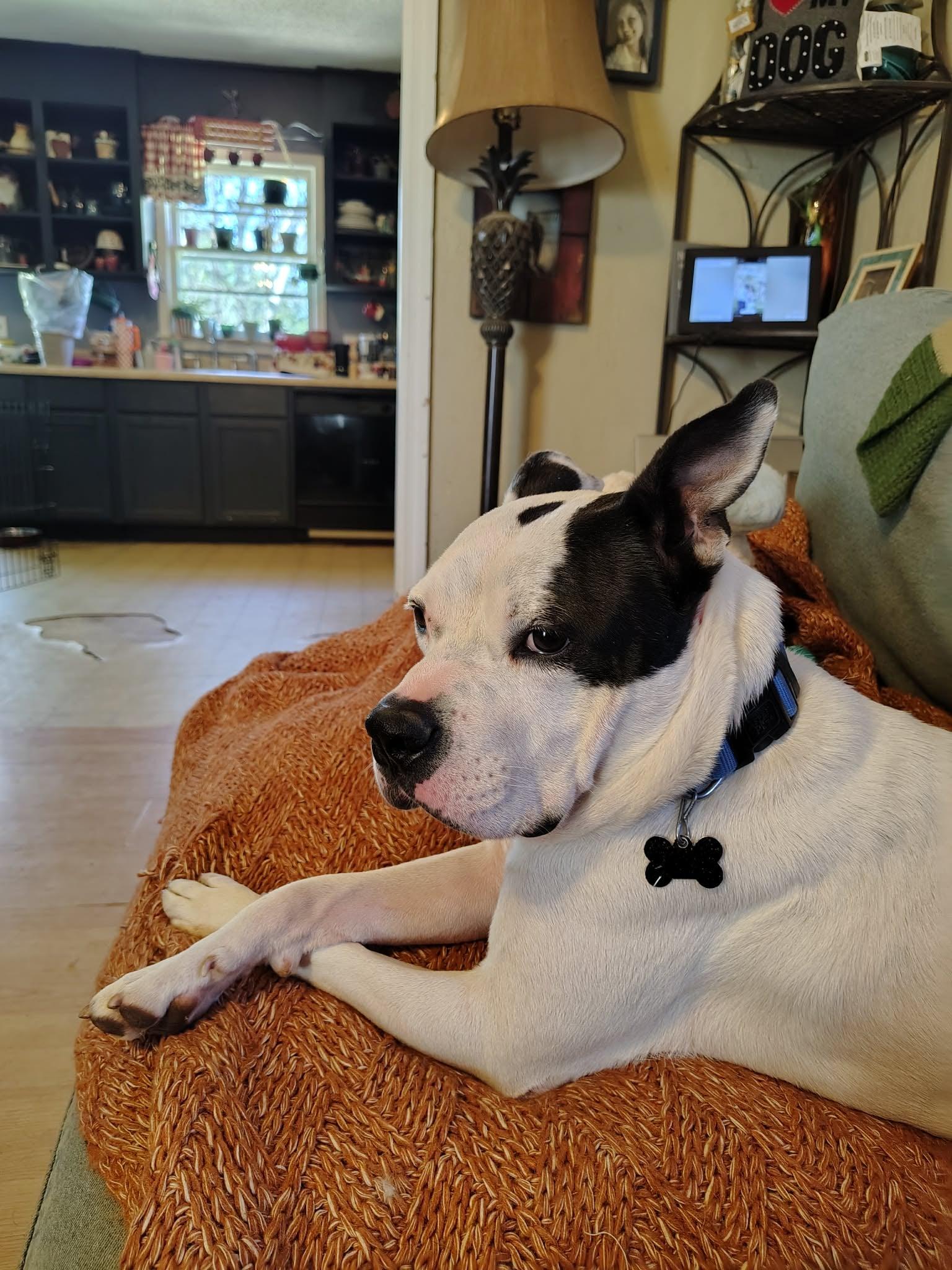 Enlarge Freddy , a ADOPTABLE mixed breed in Douglas, MA image 4/6