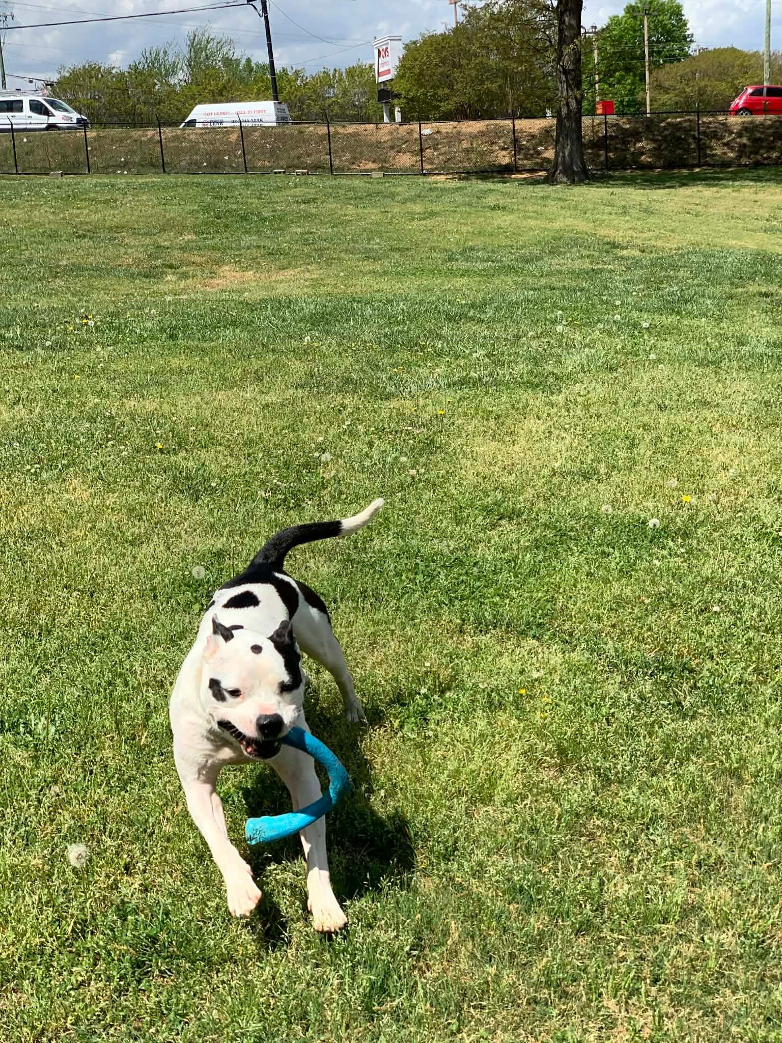 Enlarge Freddy , a ADOPTABLE mixed breed in Douglas, MA image 3/6