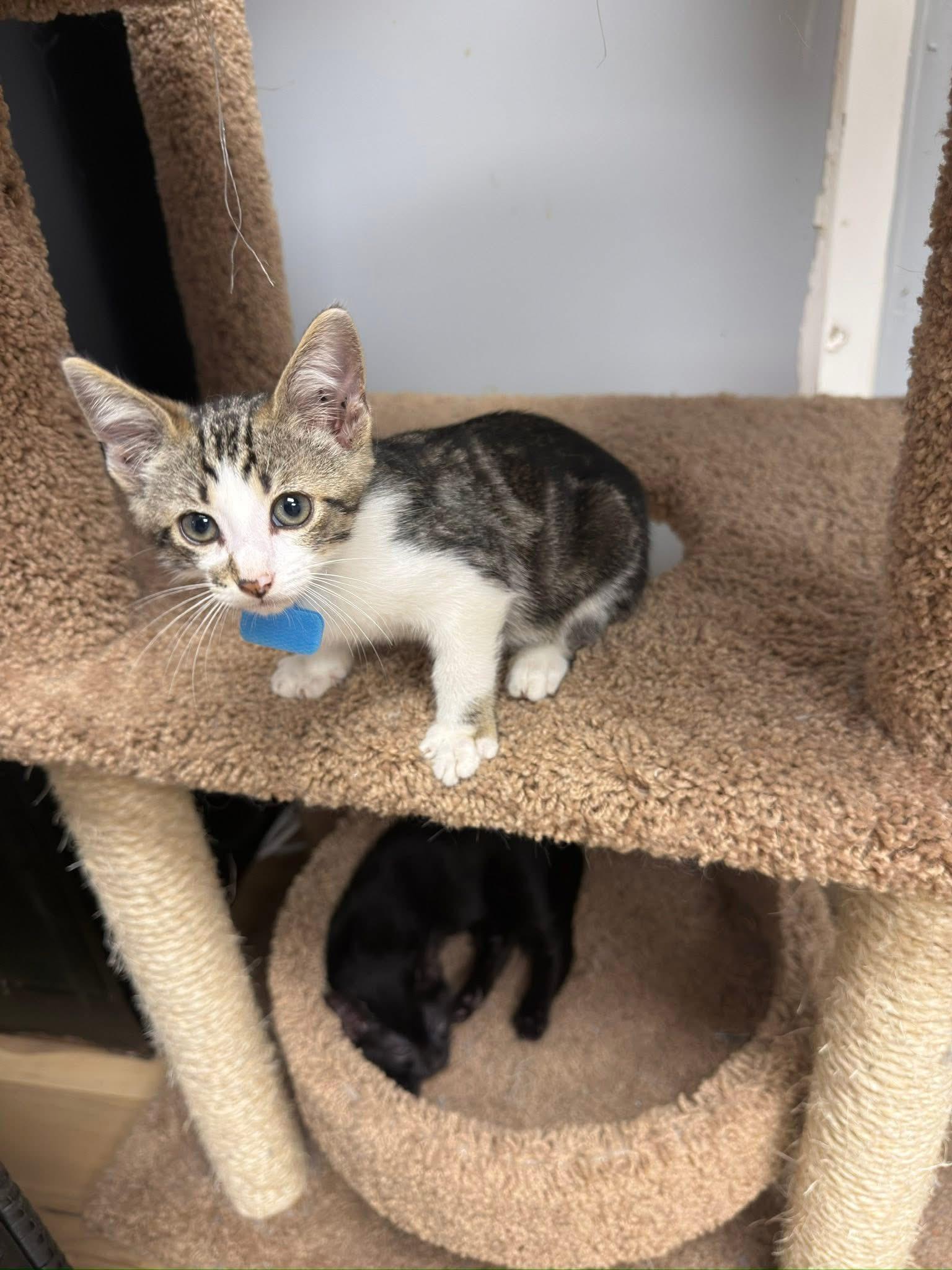 Enlarge Bubba, a Adoptable Domestic Short Hair in Momence, IL image 1/2