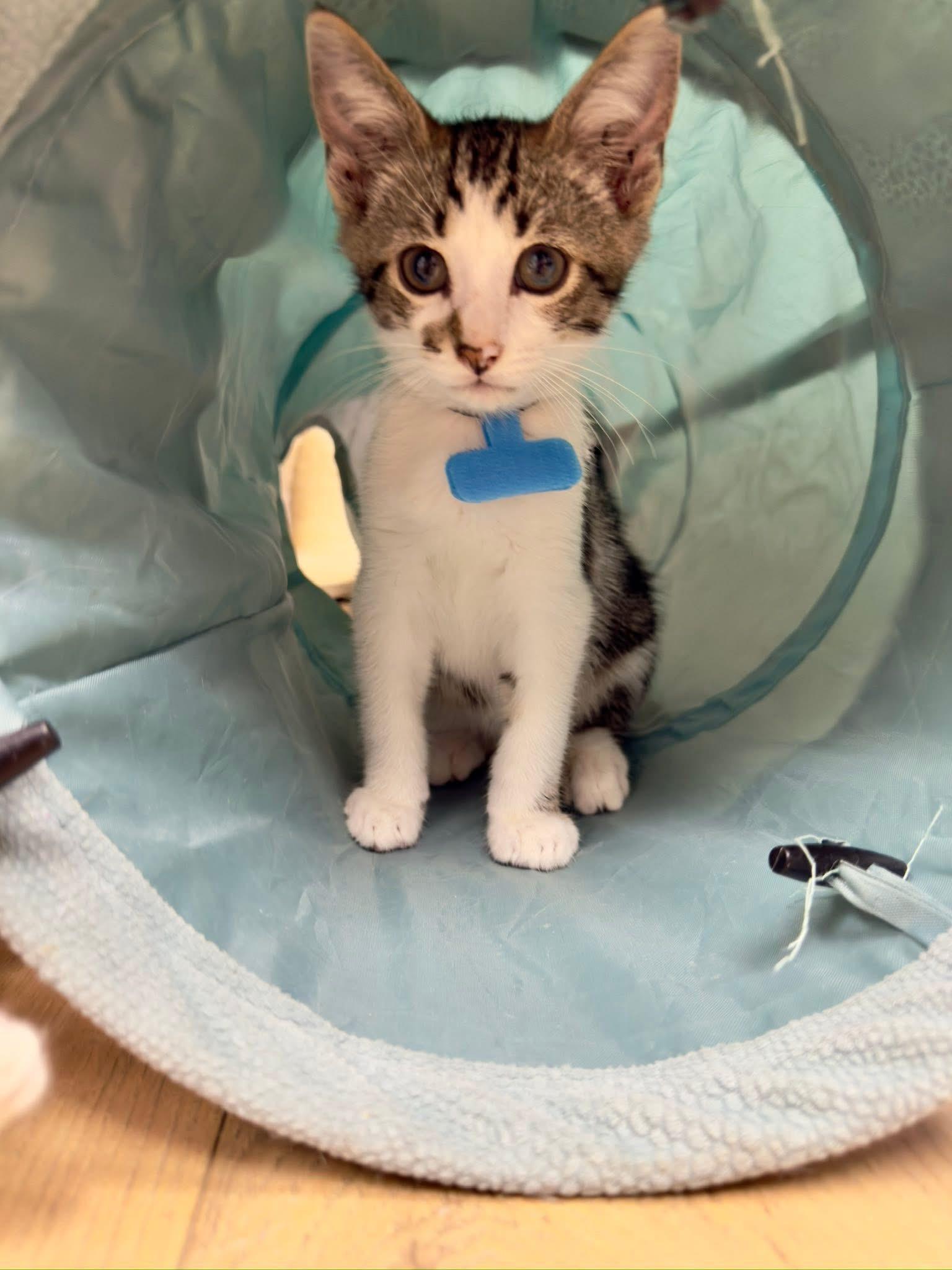 Enlarge Bubba, a Adoptable Domestic Short Hair in Momence, IL image 2/2