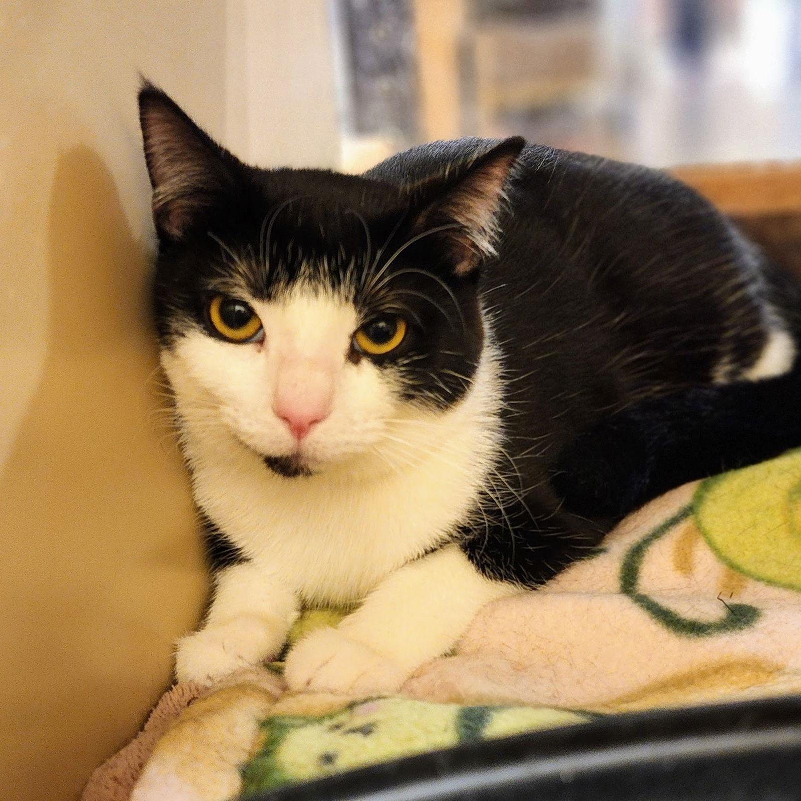 Enlarge Elowen, a Adopted Tuxedo in Garland, TX image 1/3