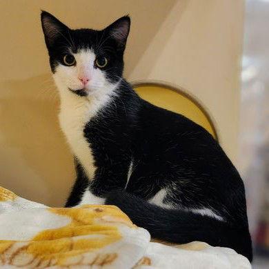 Enlarge Elowen, a Adoptable Tuxedo in Garland, TX image 1/3