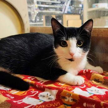 Enlarge Elowen, a Adoptable Tuxedo in Garland, TX image 2/3