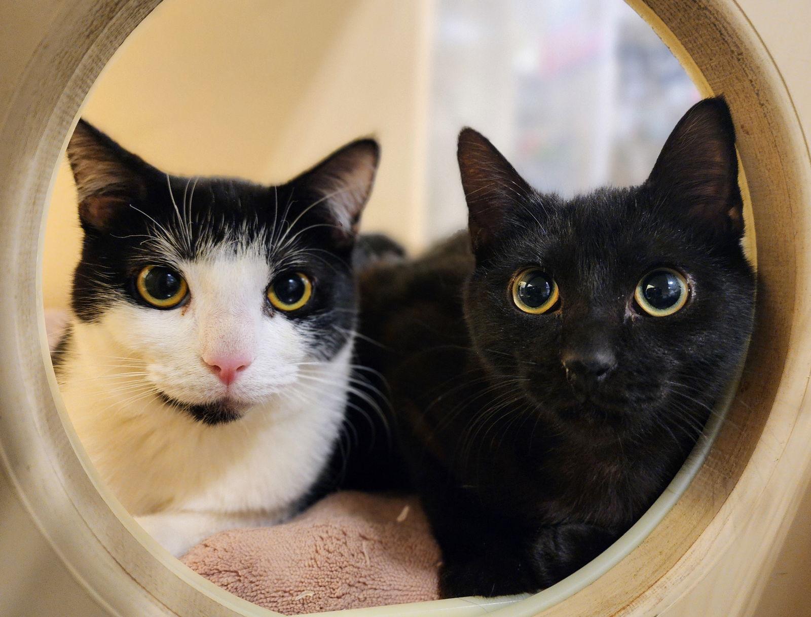 Enlarge Elowen, a Adopted Tuxedo in Garland, TX image 3/3