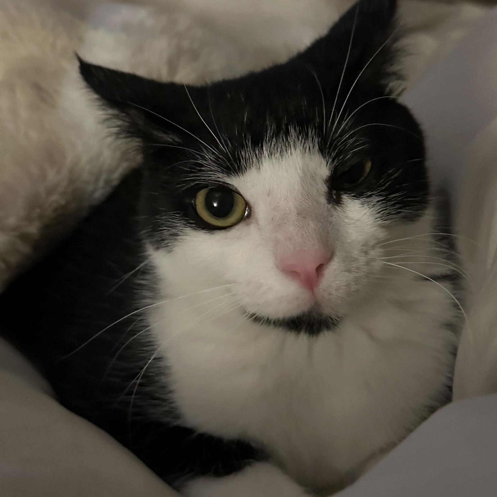 Enlarge Elowen, a Adoptable Tuxedo in Garland, TX image 3/3