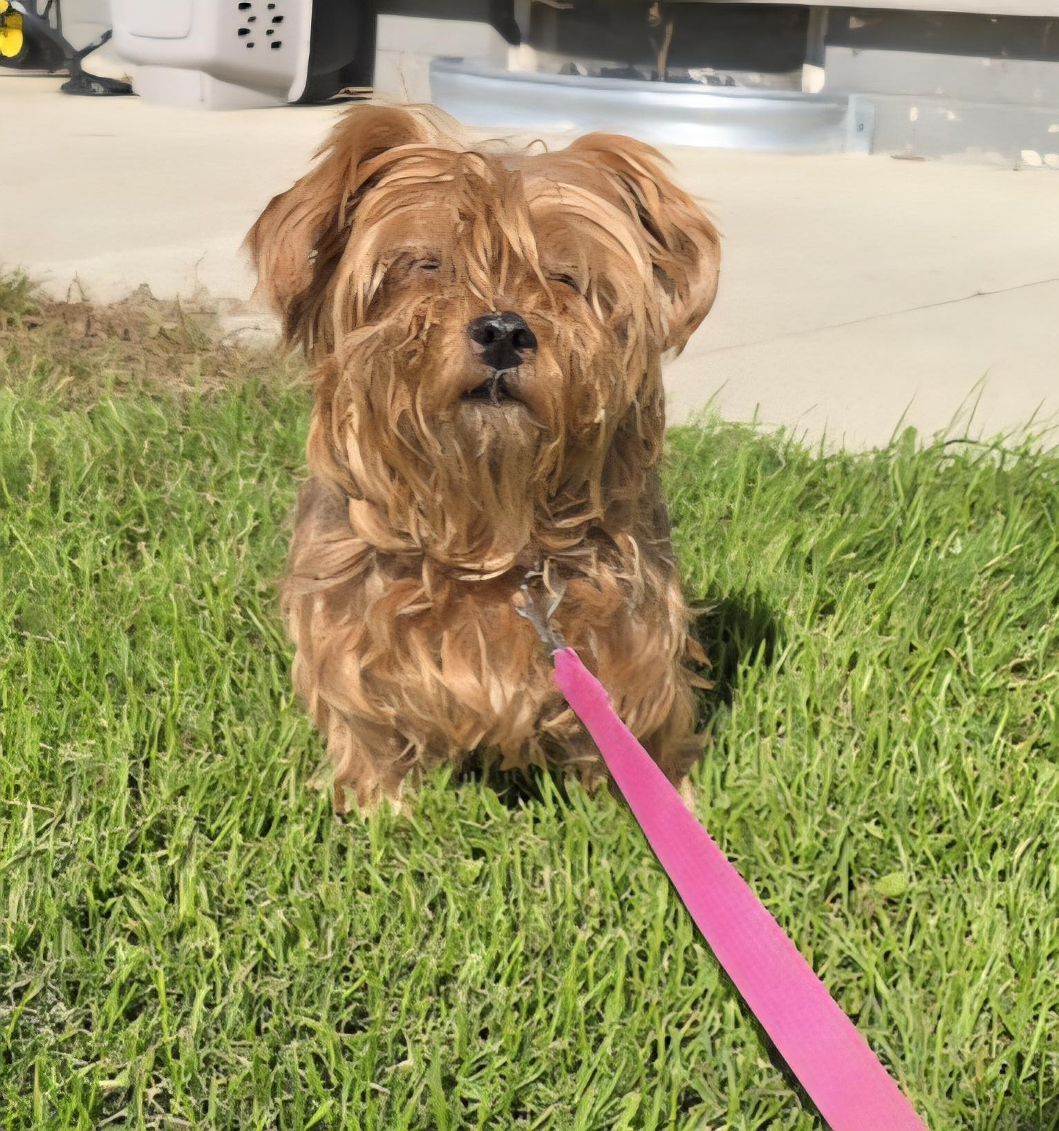 Lola-*applications pending *, an adoptable Yorkshire Terrier in Jamestown, ND, 58401 | Photo Image 2