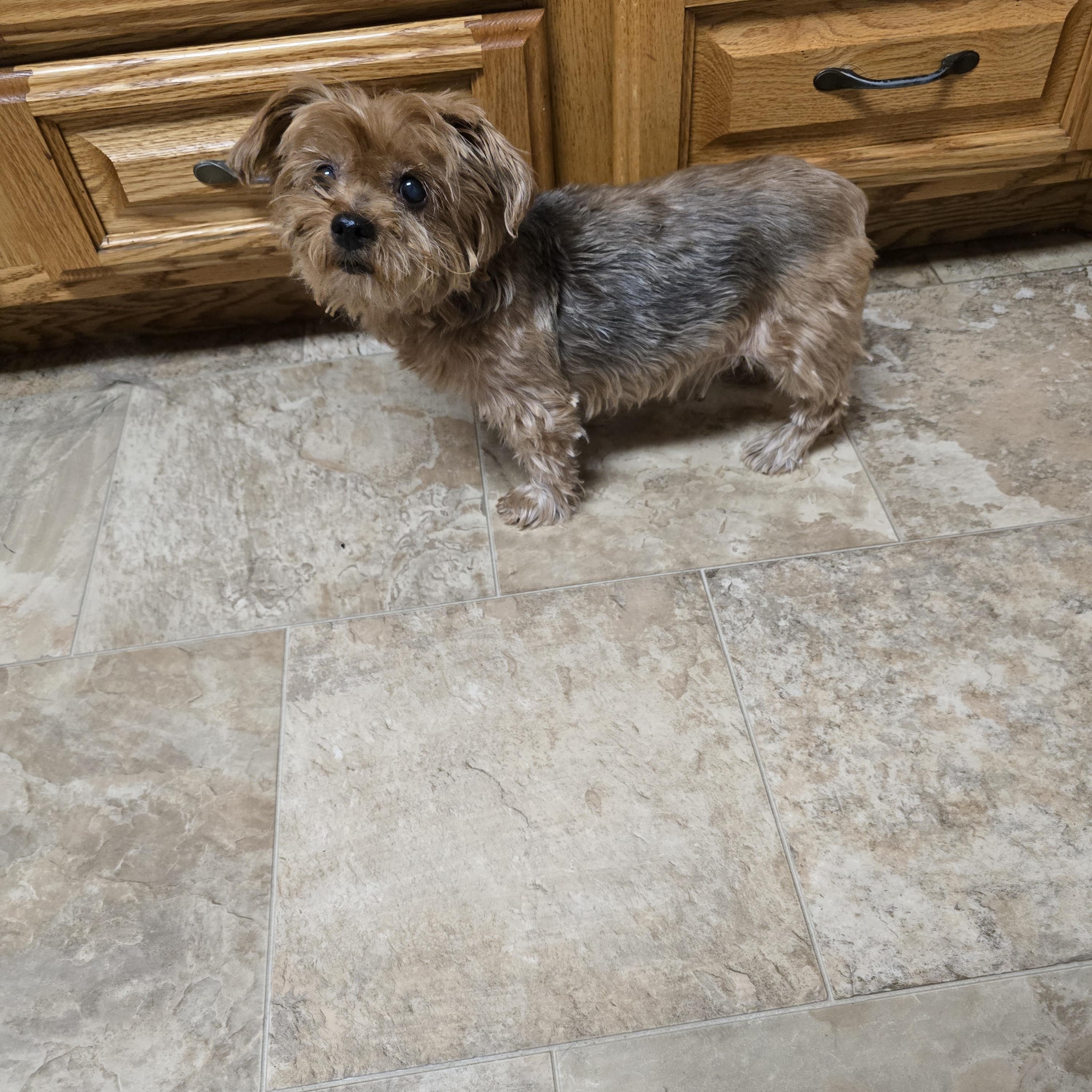 Lola-*applications pending *, an adoptable Yorkshire Terrier in Jamestown, ND, 58401 | Photo Image 4