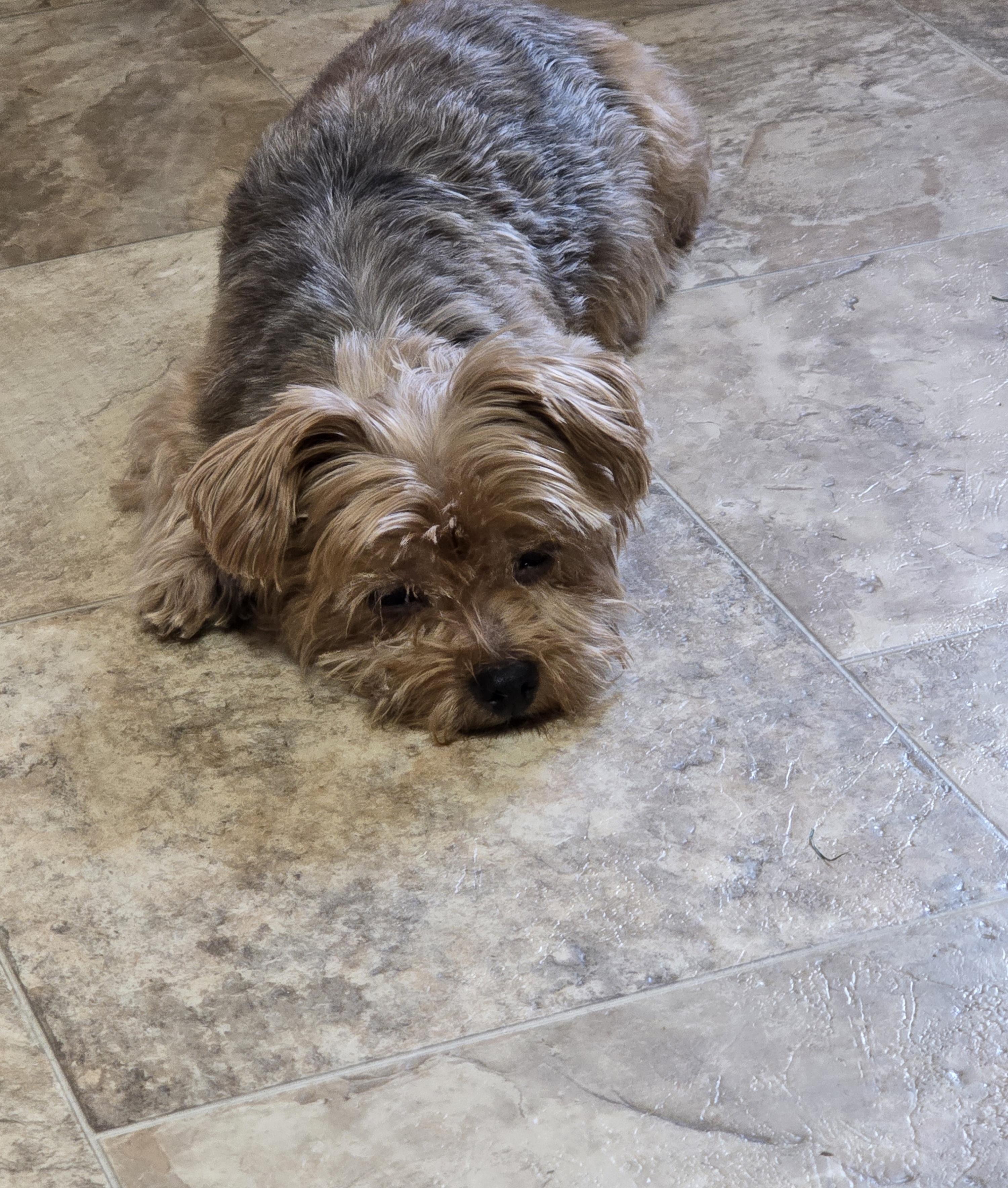 Lola-*applications pending *, an adoptable Yorkshire Terrier in Jamestown, ND, 58401 | Photo Image 3