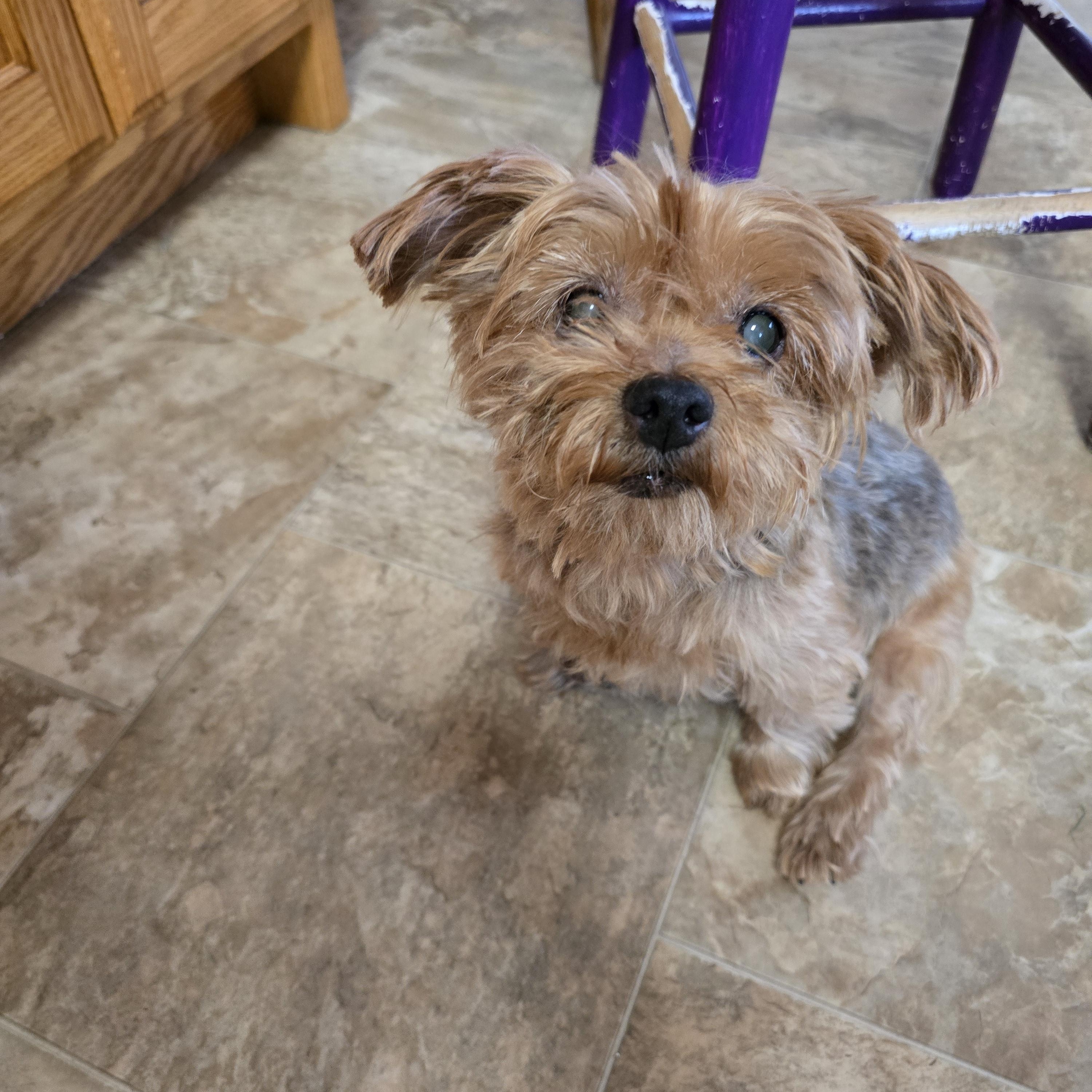 Lola-*applications pending *, an adoptable Yorkshire Terrier in Jamestown, ND, 58401 | Photo Image 6