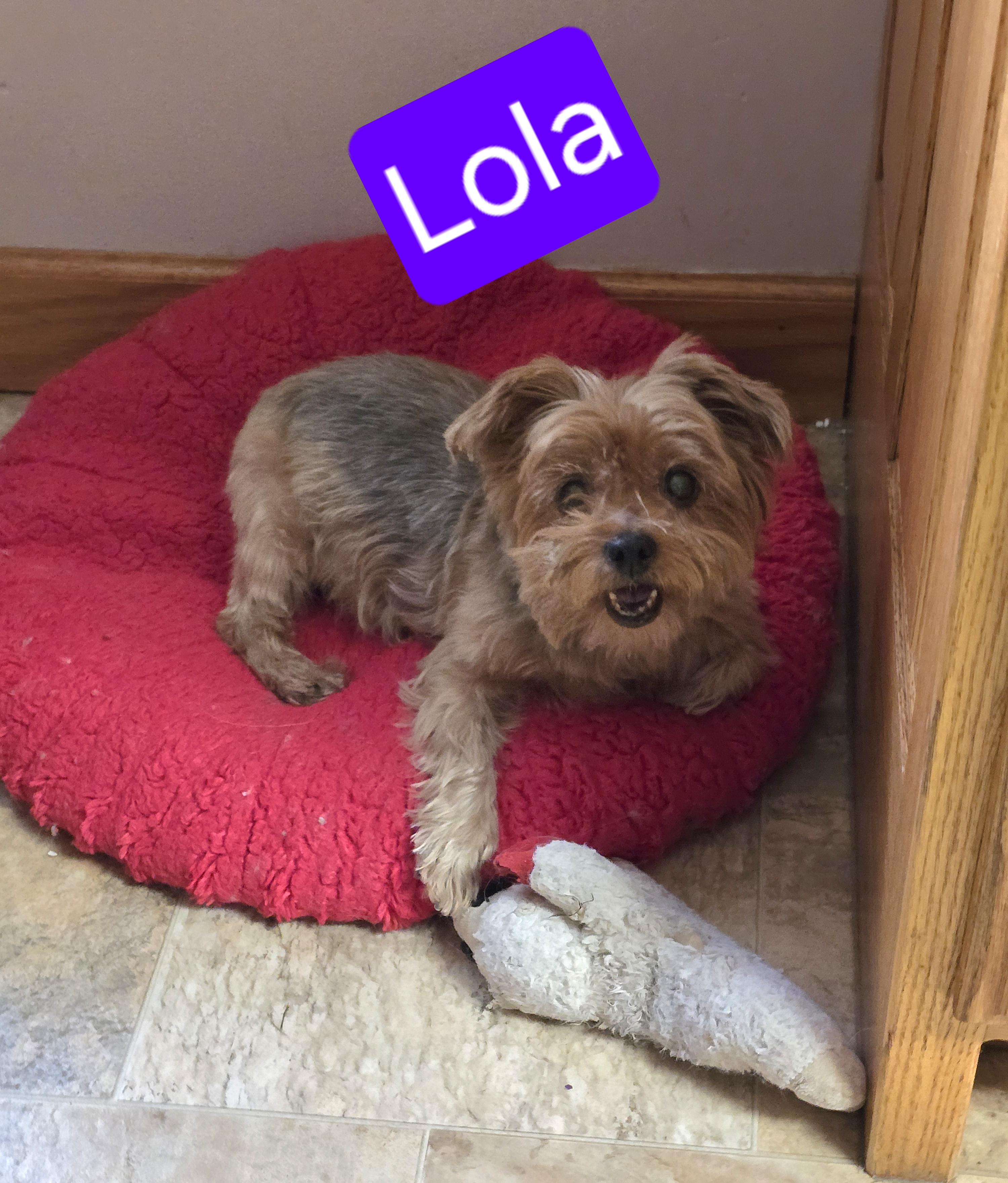 Lola-*applications pending *, an adoptable Yorkshire Terrier in Jamestown, ND, 58401 | Photo Image 1