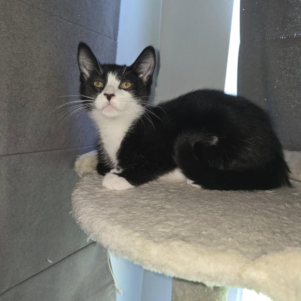 Bluejay, a Adoptable Domestic Short Hair in Granville, OH image 1/6