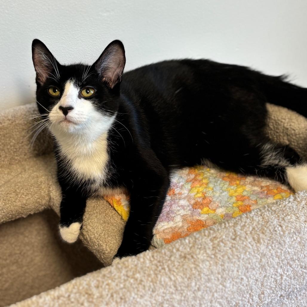 Bluejay, a Adoptable Domestic Short Hair in Granville, OH image 2/6