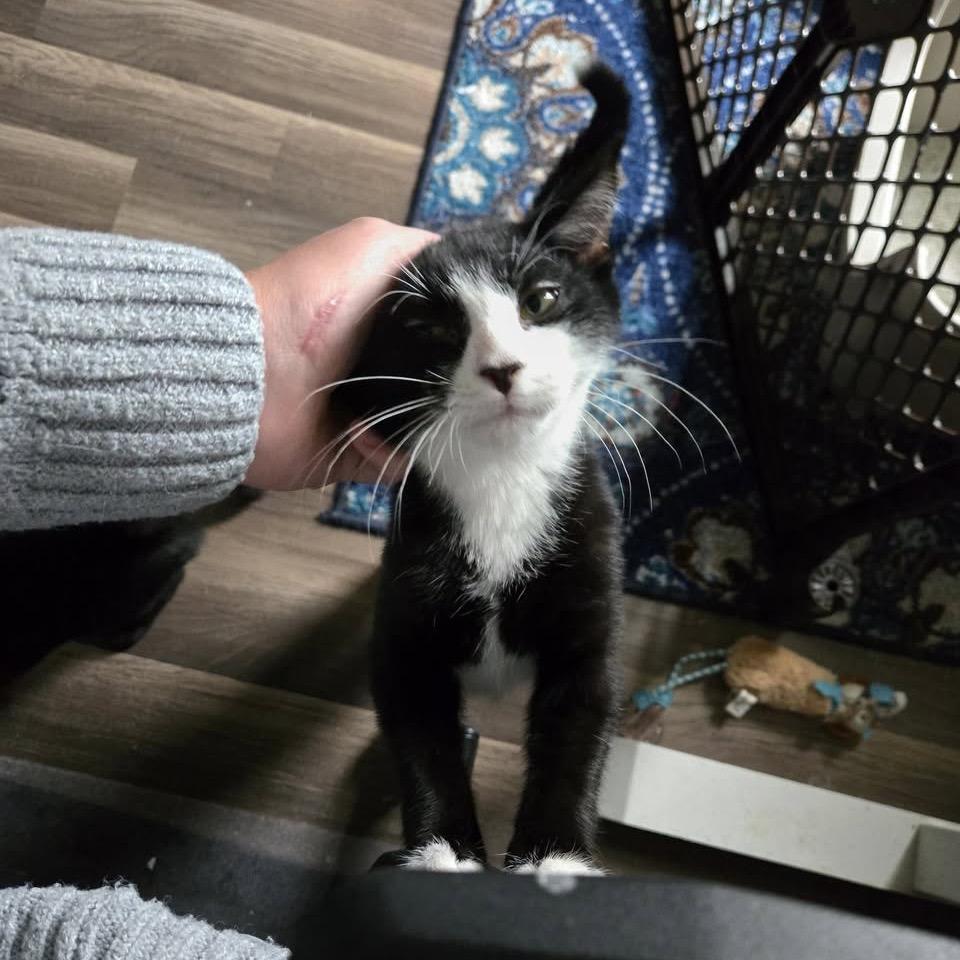 Bluejay, a Adoptable Domestic Short Hair in Granville, OH image 3/6