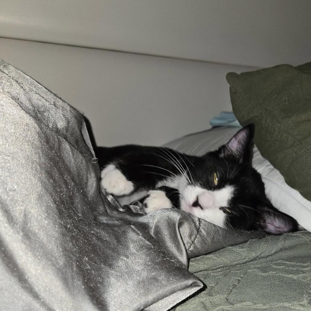 Bluejay, a Adoptable Domestic Short Hair in Granville, OH image 4/6