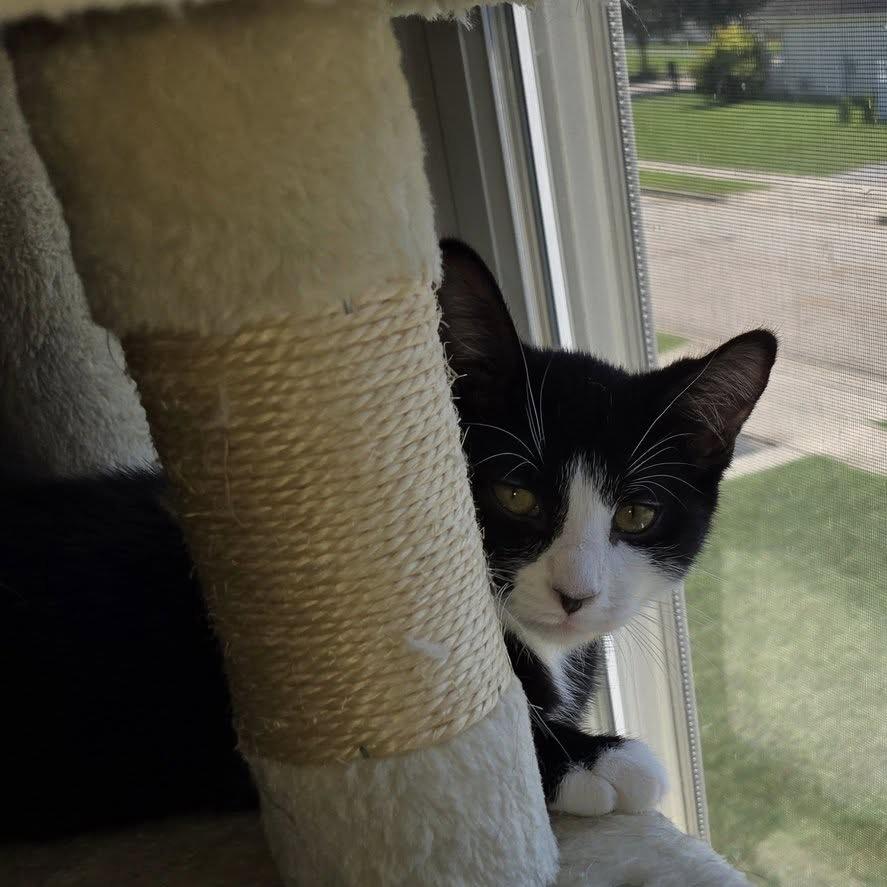 Bluejay, a Adoptable Domestic Short Hair in Granville, OH image 5/6