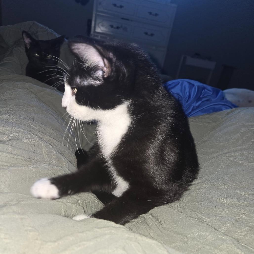 Bluejay, a Adoptable Domestic Short Hair in Granville, OH image 6/6