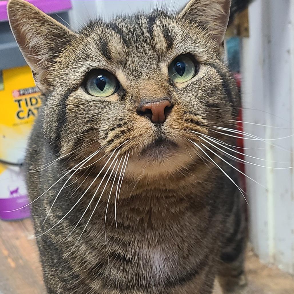 Mr.Chili (January 4), Adoptable, Young Male Domestic Short Hair.