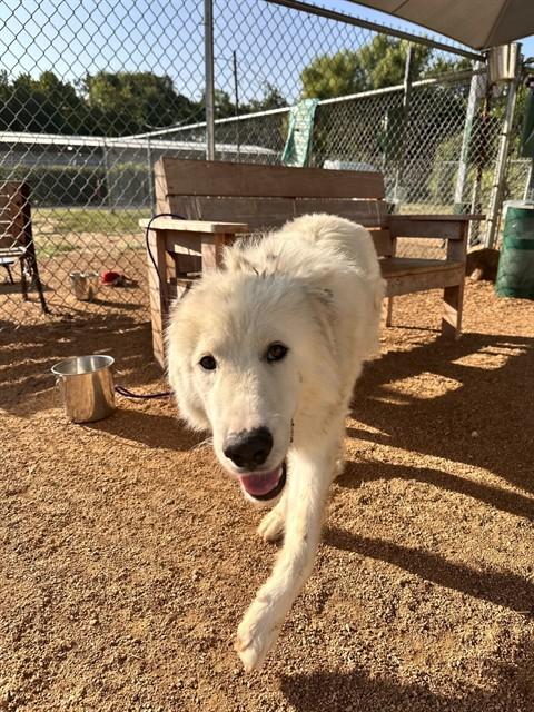 CLIVE, Adoptable, Adult Male Great Pyrenees.